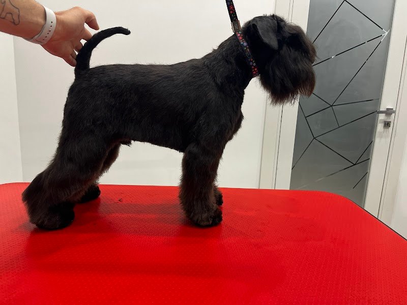 Imperial Pet Toelettatura & Spa - Foto 4