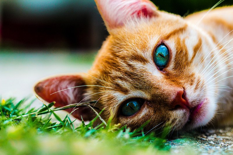 Impronta Naturale - Foto 1