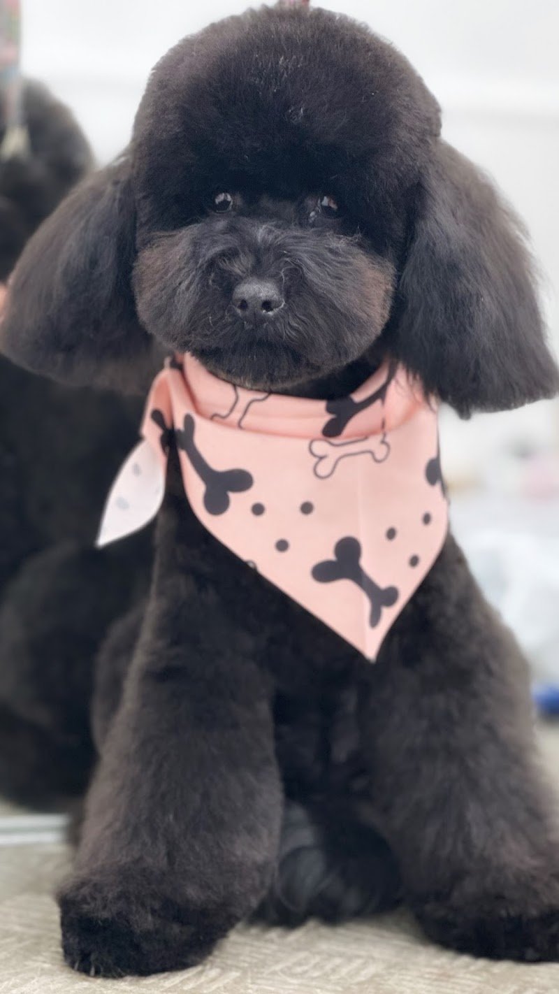 Impronte di Bellezza - Centro Estetico per Cani e Gatti - Foto 1