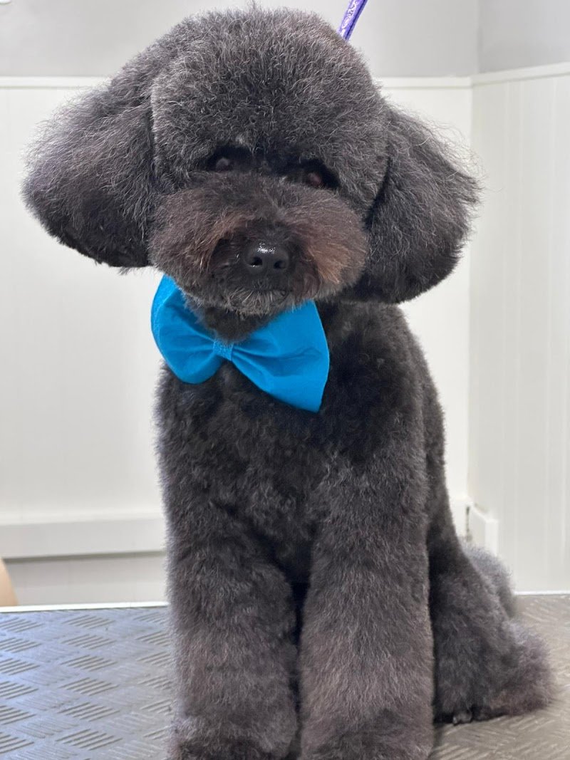 Impronte di Bellezza - Centro Estetico per Cani e Gatti - Foto 2