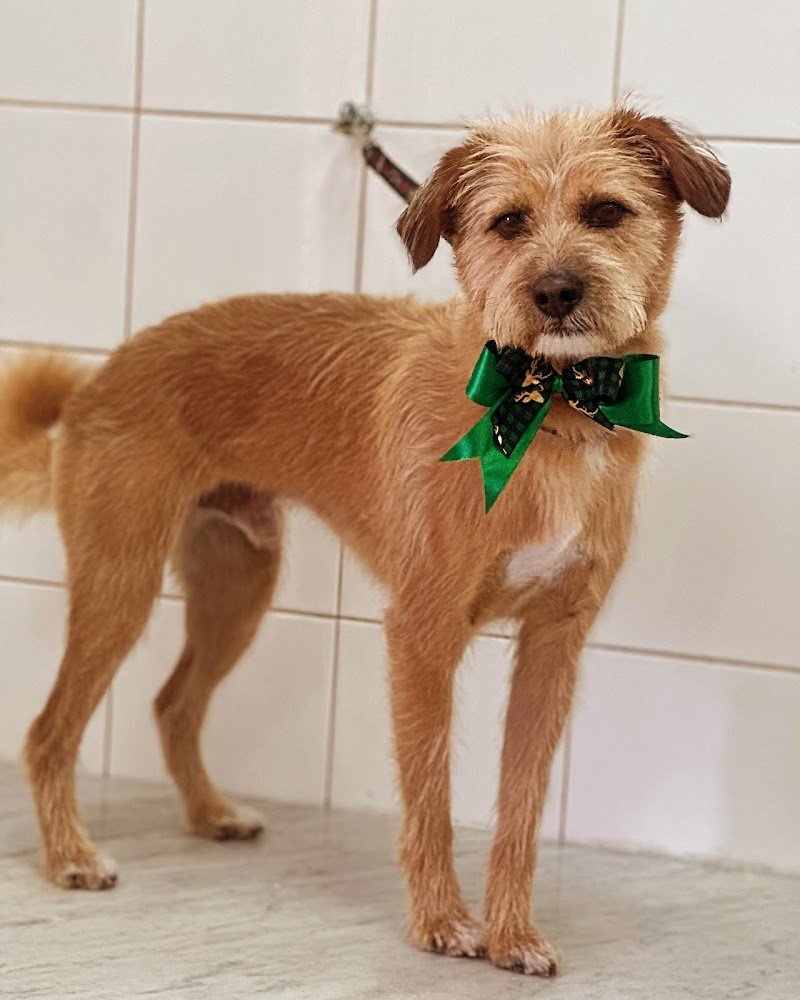 Impronte di Bellezza - Centro Estetico per Cani e Gatti - Foto 3