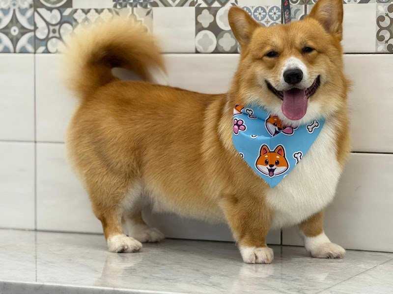 Impronte di Bellezza - Centro Estetico per Cani e Gatti - Foto 4