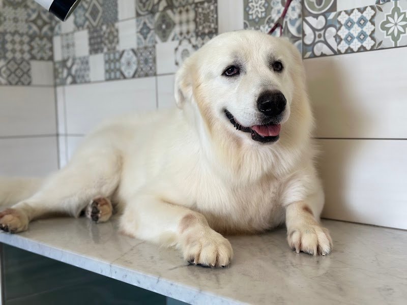 Impronte di Bellezza - Centro Estetico per Cani e Gatti - Foto 5