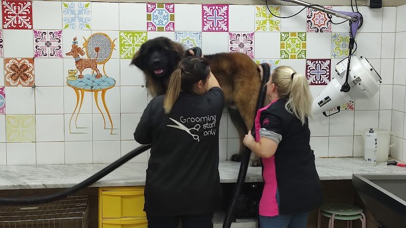 Impronte di Bellezza - Centro Estetico per Cani e Gatti - Foto 6