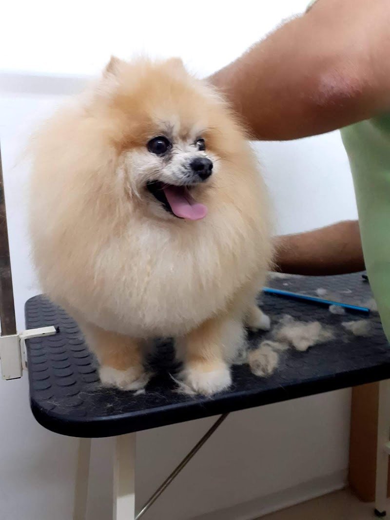 Impronte Di Bellezza Toelettatura - Foto 2