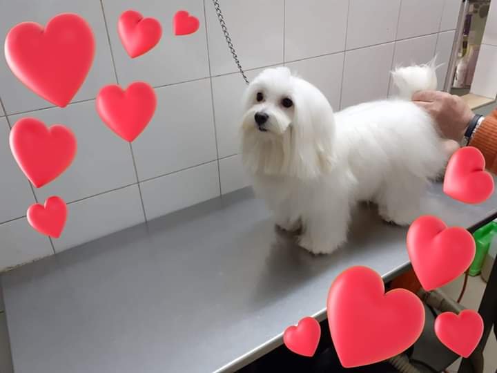 Impronte Di Bellezza Toelettatura - Foto 5