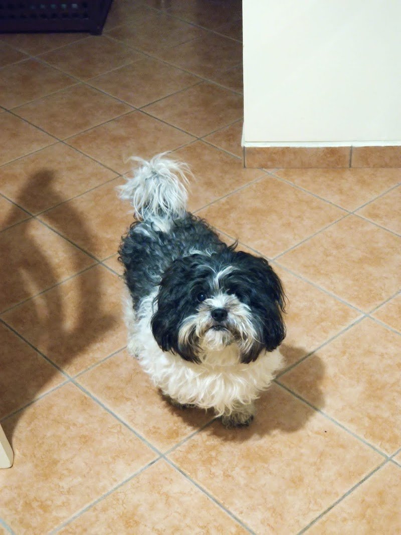 Impronte Di Bellezza Toelettatura - Foto 6