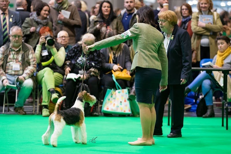 Impronte di Bellezza Toelettatura Torino - Foto 1
