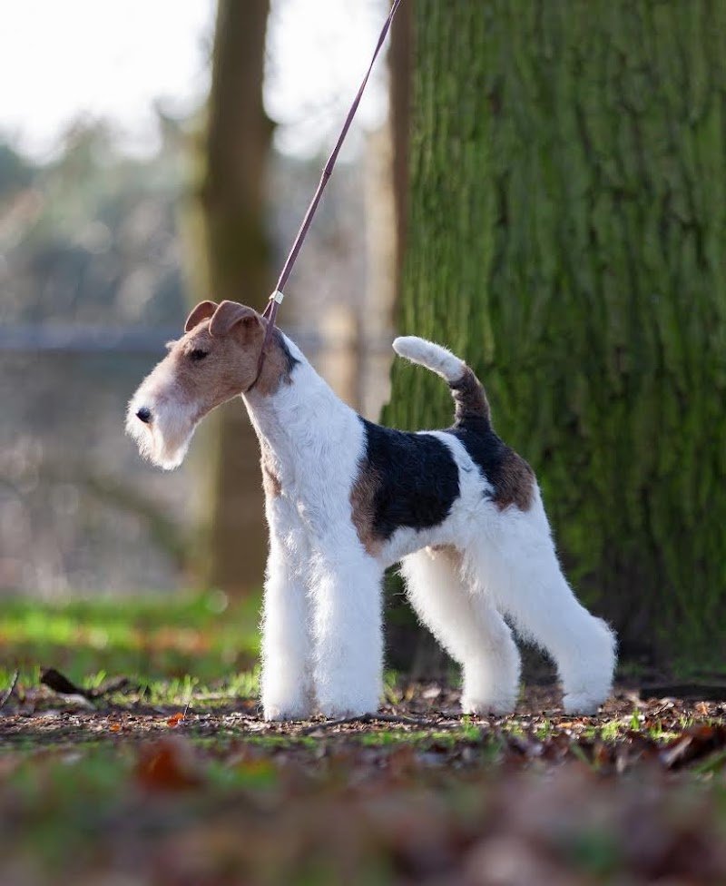 Impronte di Bellezza Toelettatura Torino - Foto 2