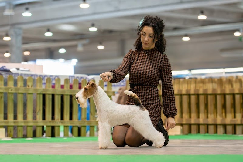 Impronte di Bellezza Toelettatura Torino - Foto 3