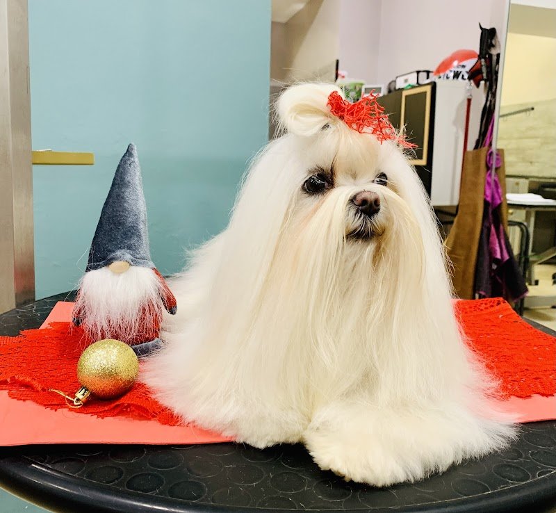 Impronte di Bellezza Toelettatura Torino - Foto 6