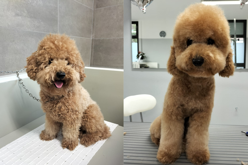 Impronte di sapone toelettatura cani - Foto 1