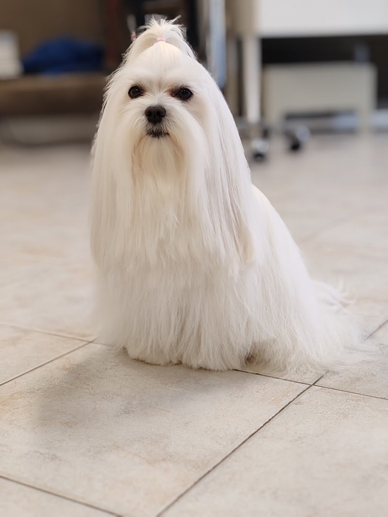 Impronte di sapone toelettatura cani - Foto 2