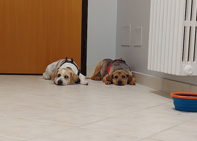 Impronte di sapone toelettatura cani - Foto 4