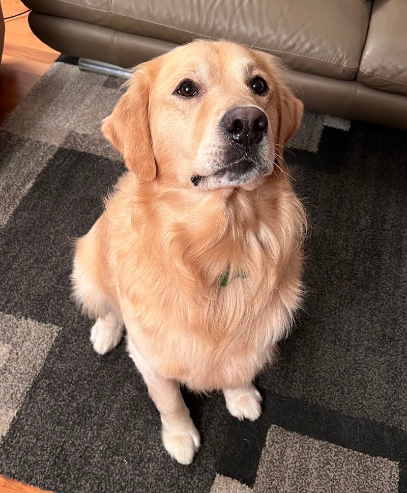 Impronte di sapone toelettatura cani - Foto 5