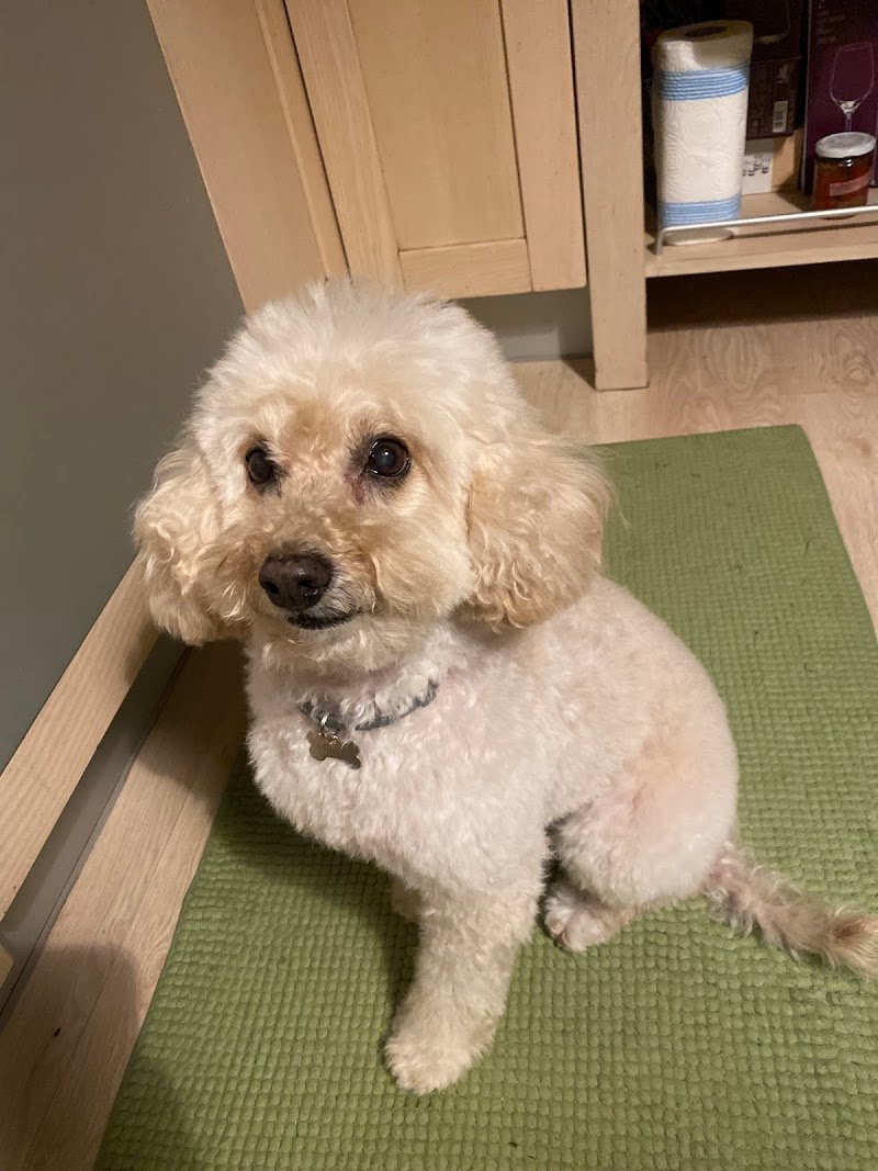 Impronte di sapone toelettatura cani - Foto 6