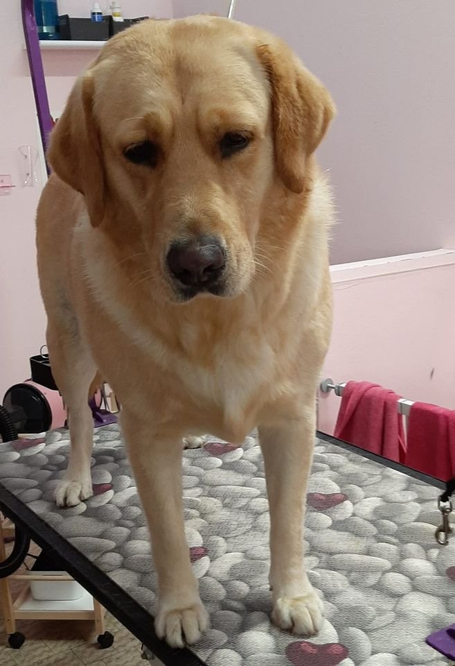 Impronte Toelettatura Cani e Gatti - Foto 2