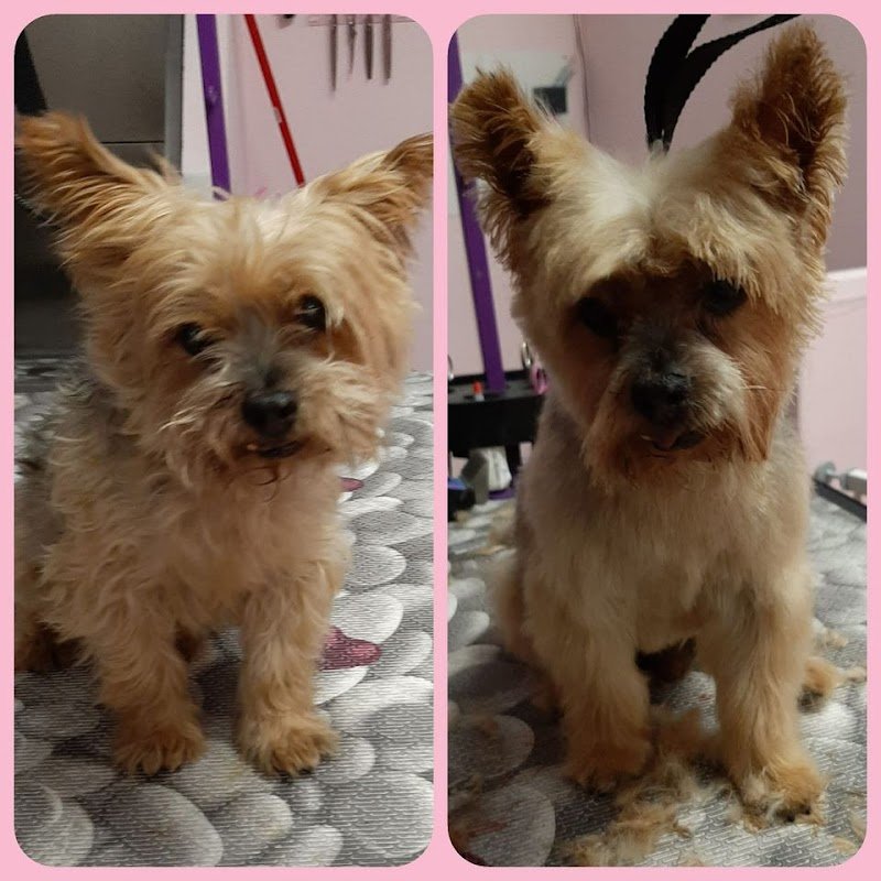 Impronte Toelettatura Cani e Gatti - Foto 3