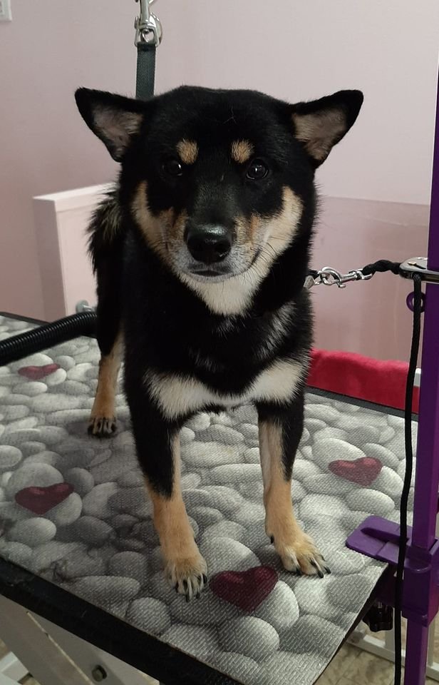 Impronte Toelettatura Cani e Gatti - Foto 5