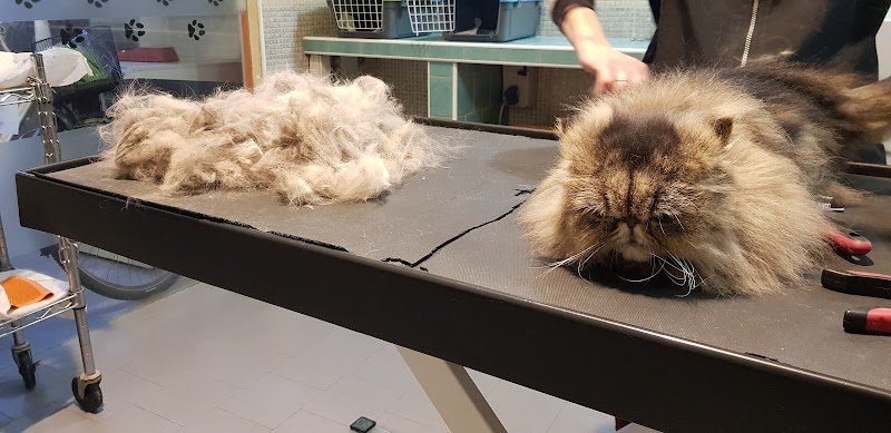 Impronte Toilette SNC - Foto 3