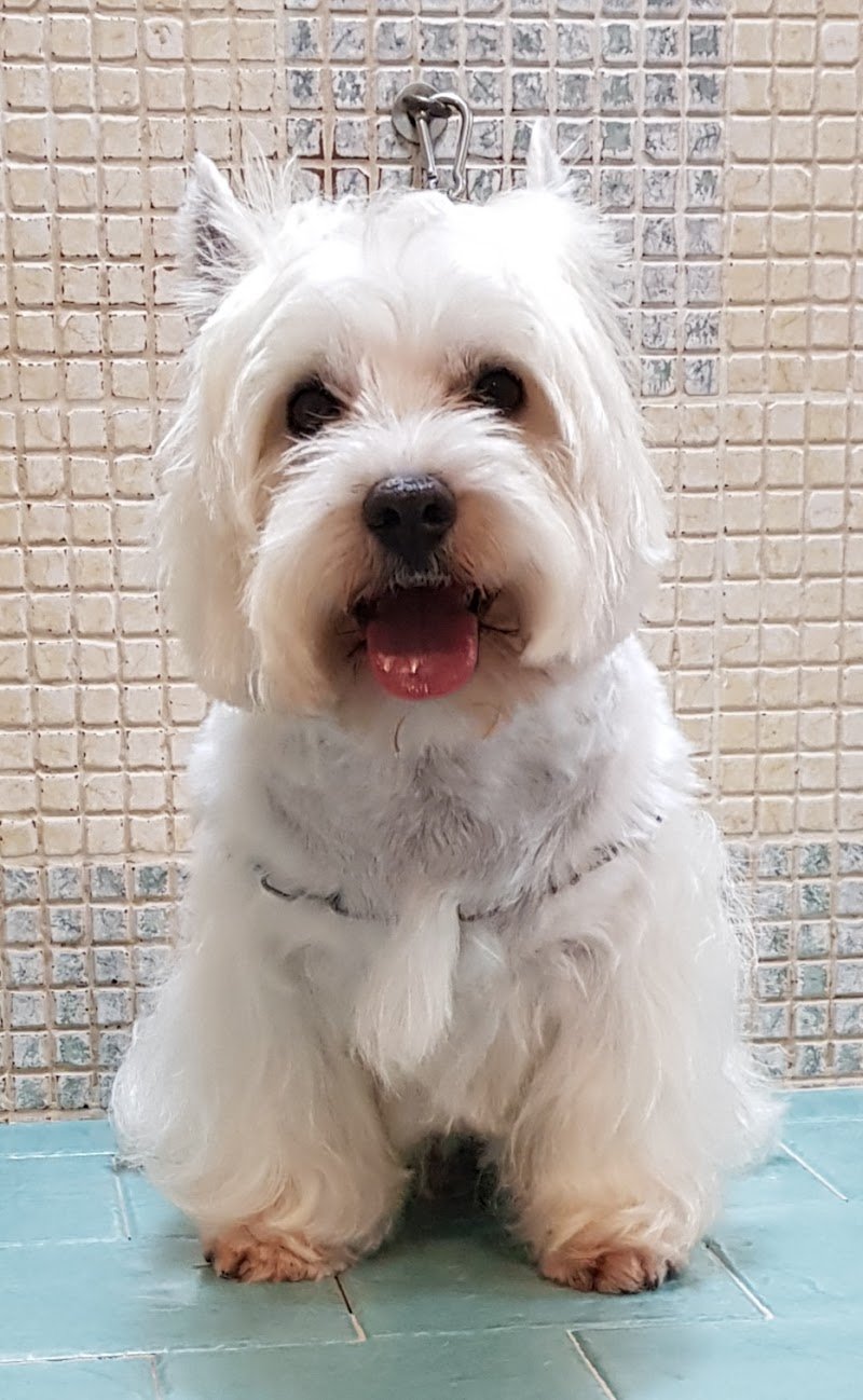 Impronte Toilette SNC - Foto 6