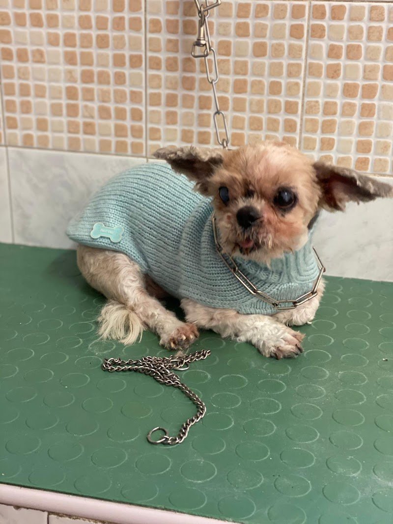 Ingo e Birba di Peis Graziella - Foto 1