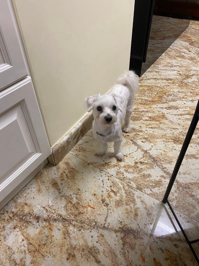 Ingo e Birba di Peis Graziella - Foto 3