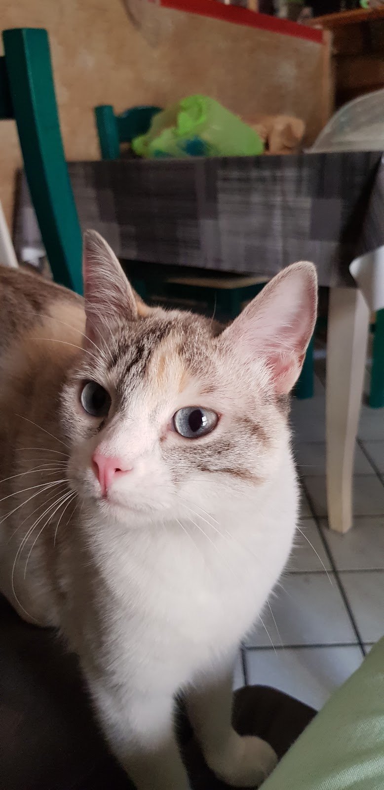 Ingo e Birba di Peis Graziella - Foto 4