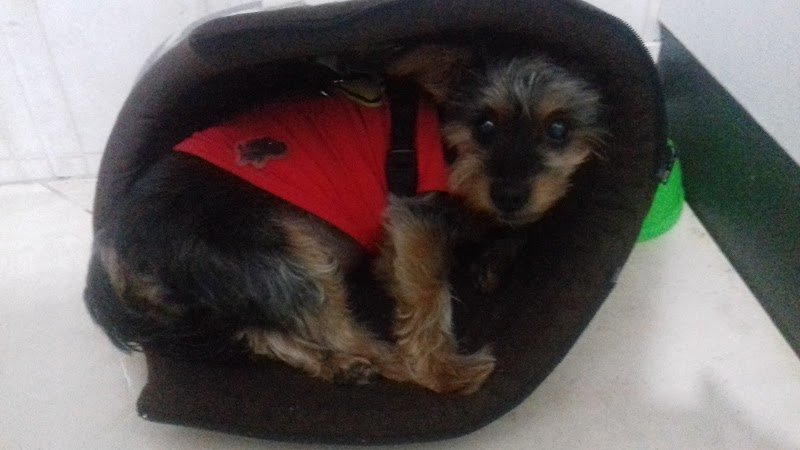 Ingo e Birba di Peis Graziella - Foto 5