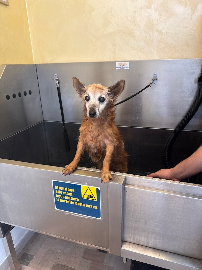 Io e il mio amico toelettatura-lavaggio cani self service - Foto 3
