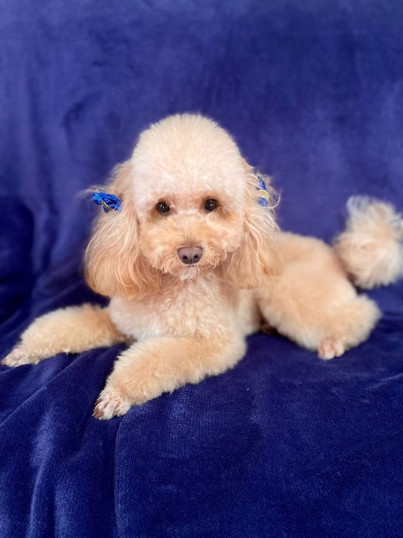 Io & Mya - Toelettatura Di Totio Carlo - Foto 1