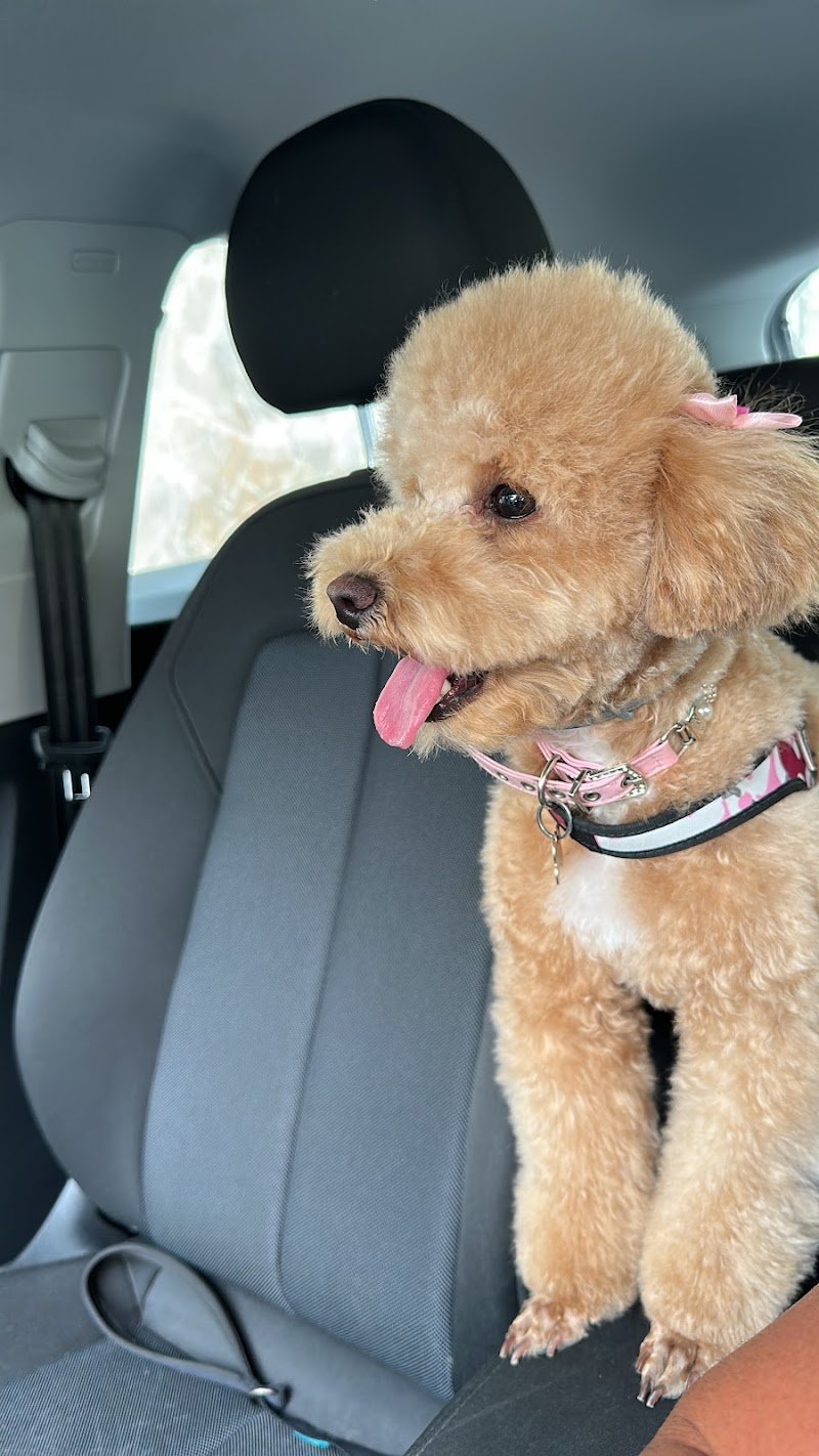 Io & Mya - Toelettatura Di Totio Carlo - Foto 4