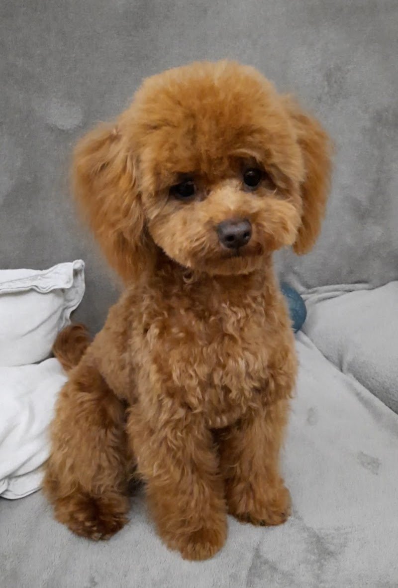 Io & Mya - Toelettatura Di Totio Carlo - Foto 5