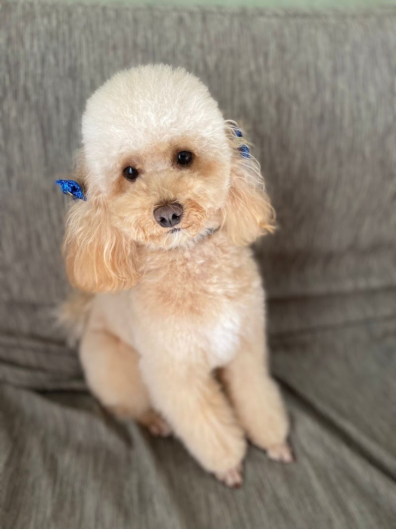 Io & Mya - Toelettatura Di Totio Carlo - Foto 6