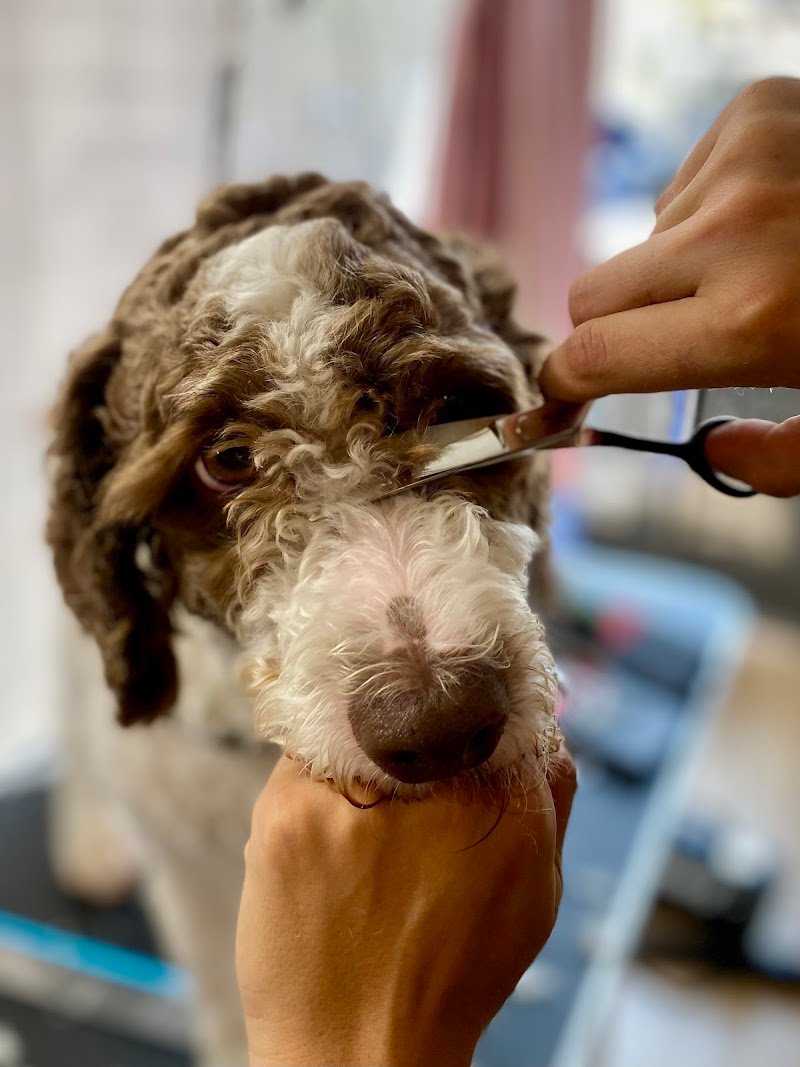 ISPIDO Pet Shop & Toelettatura - Foto 2