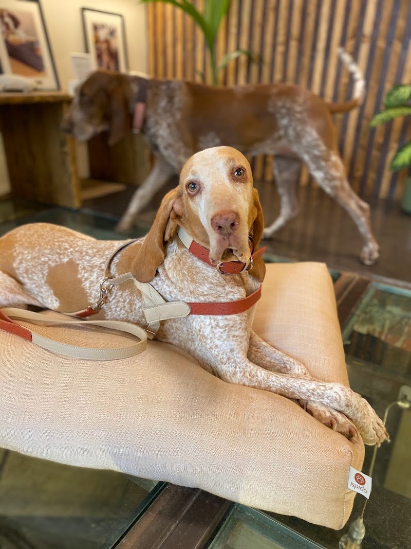 ISPIDO Pet Shop & Toelettatura - Foto 3