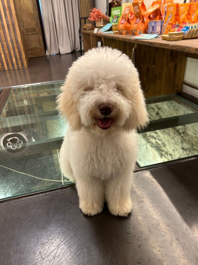 ISPIDO Pet Shop & Toelettatura - Foto 5