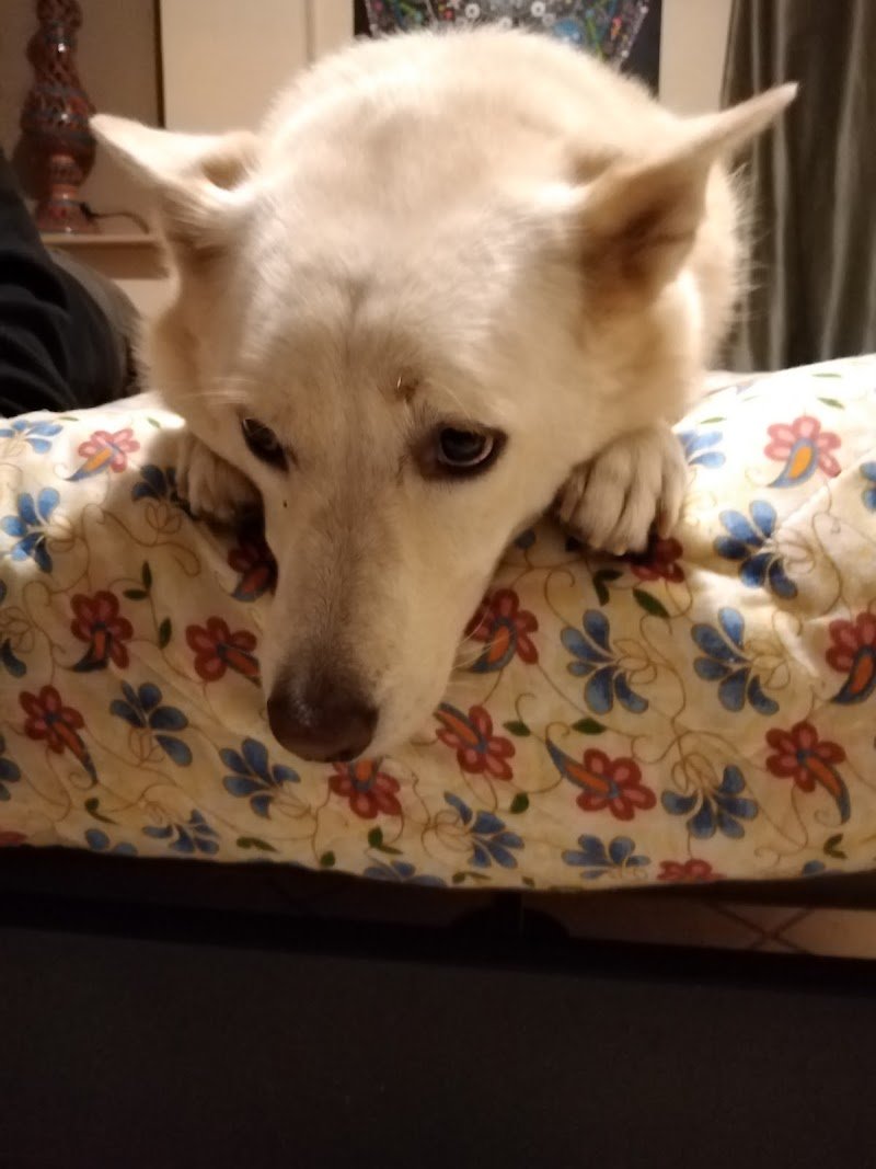 Italpets Giugliano - Foto 3