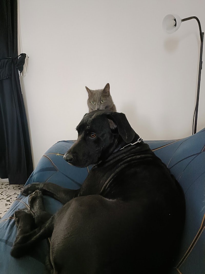 Italpets Giugliano - Foto 4