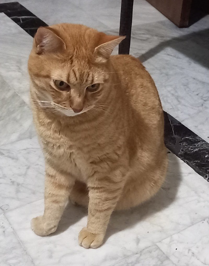 Joe Zampetti by Isola dei Tesori - Bitonto - Foto 3