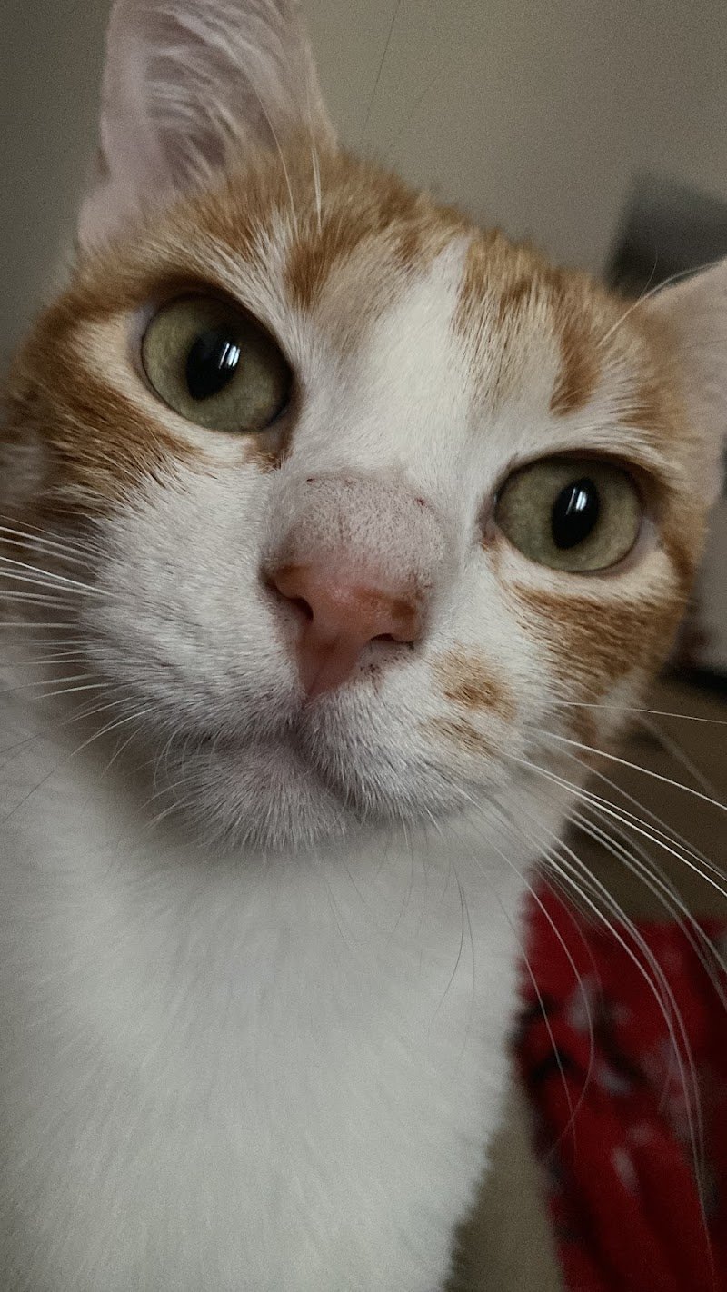 Joe Zampetti by Isola dei Tesori - Bitonto - Foto 5