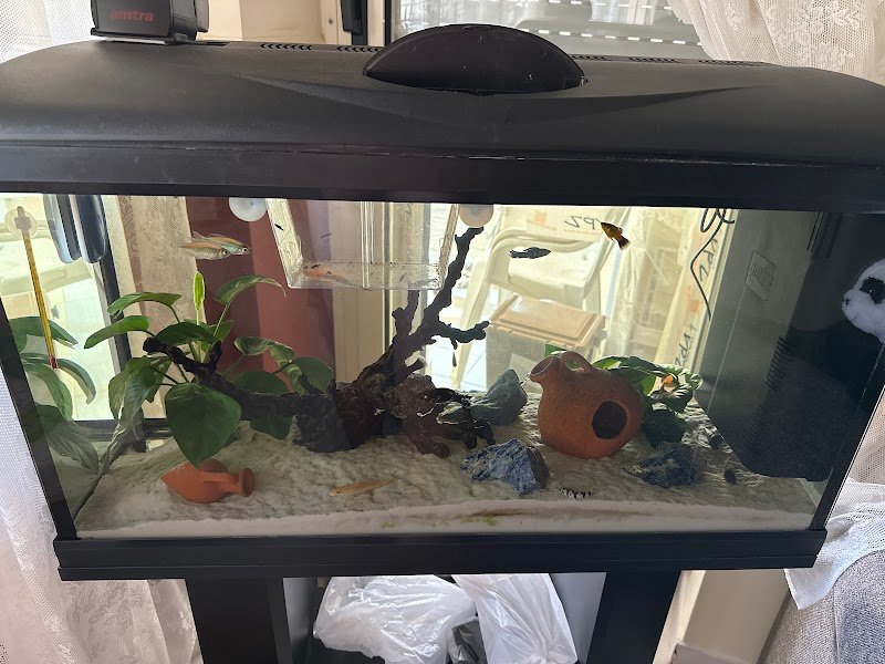 Joe Zampetti by Isola dei Tesori - Cerignola - Foto 4