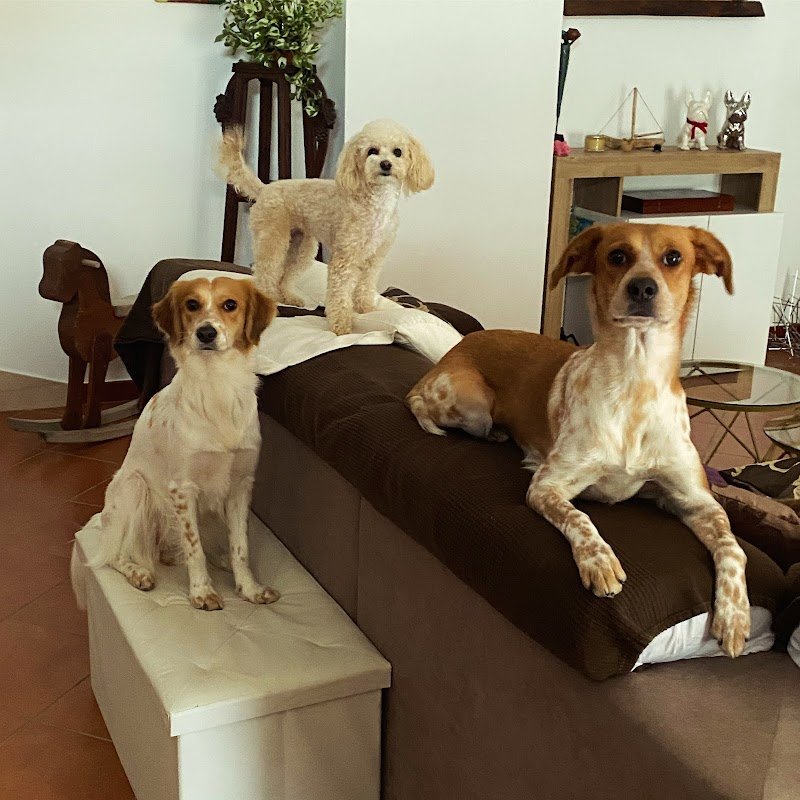 Joe Zampetti by Isola dei Tesori - Cerignola - Foto 5