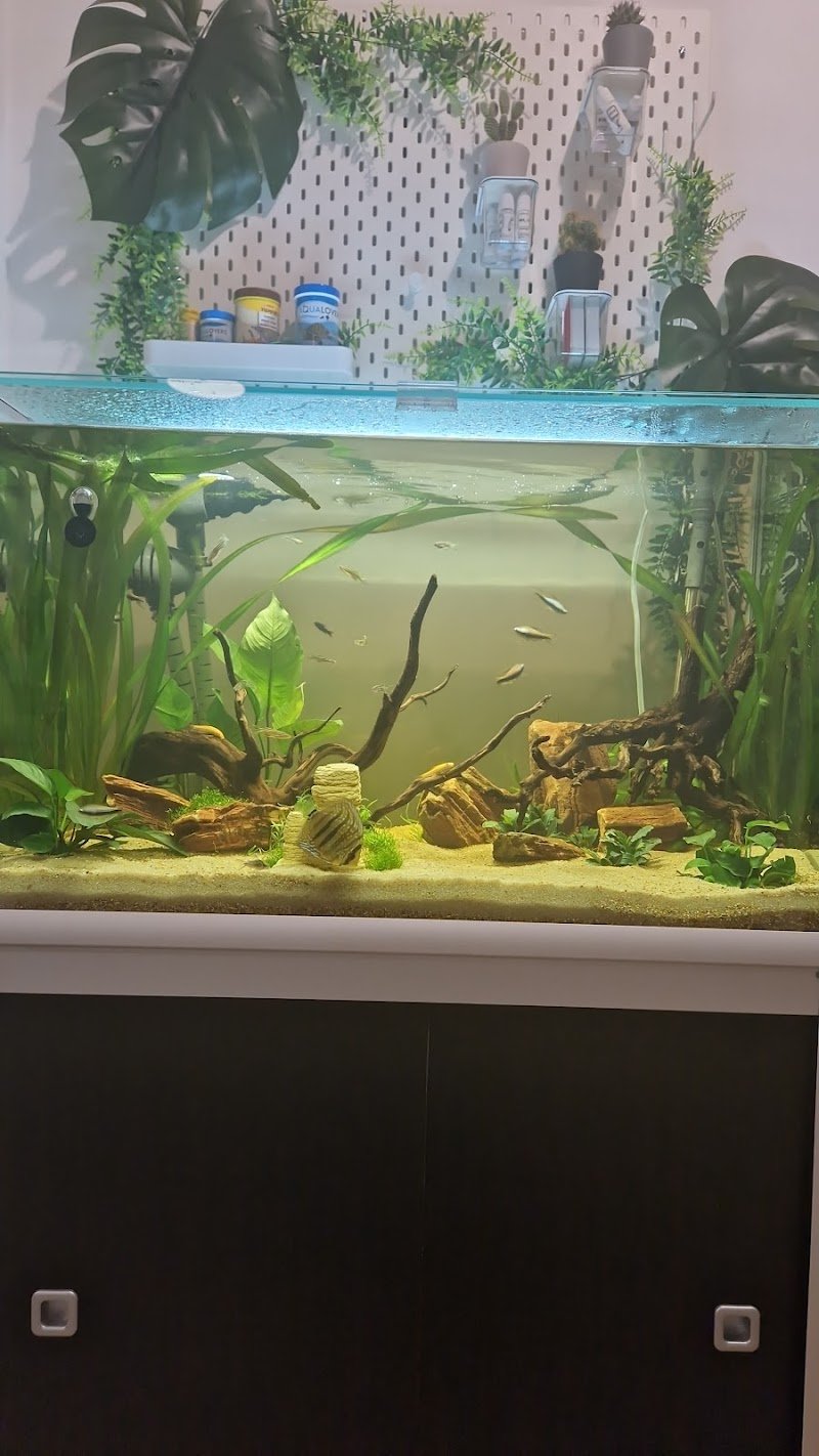 Joe Zampetti by Isola dei Tesori - Cerignola - Foto 6