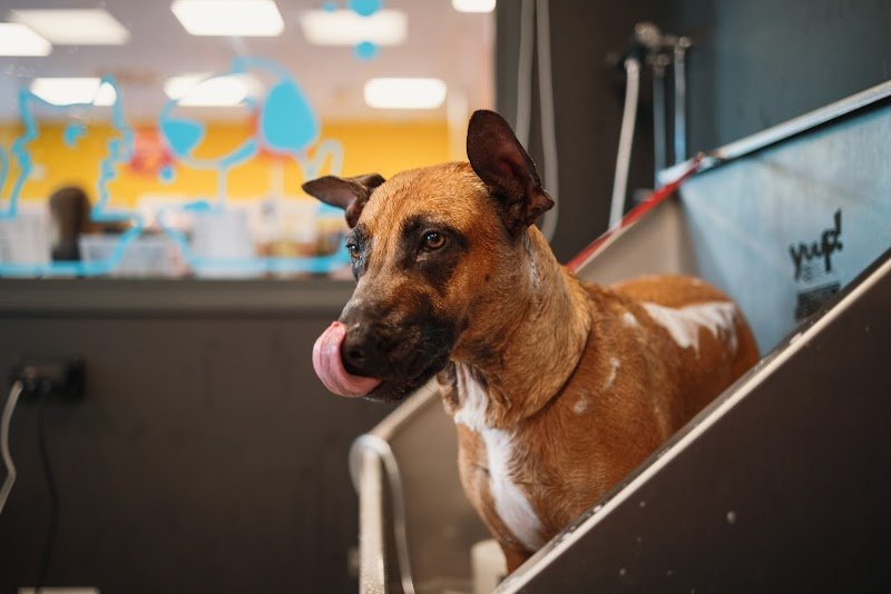 Joe Zampetti By Isola Dei Tesori - Lecce (Viale Marche) - Foto 3