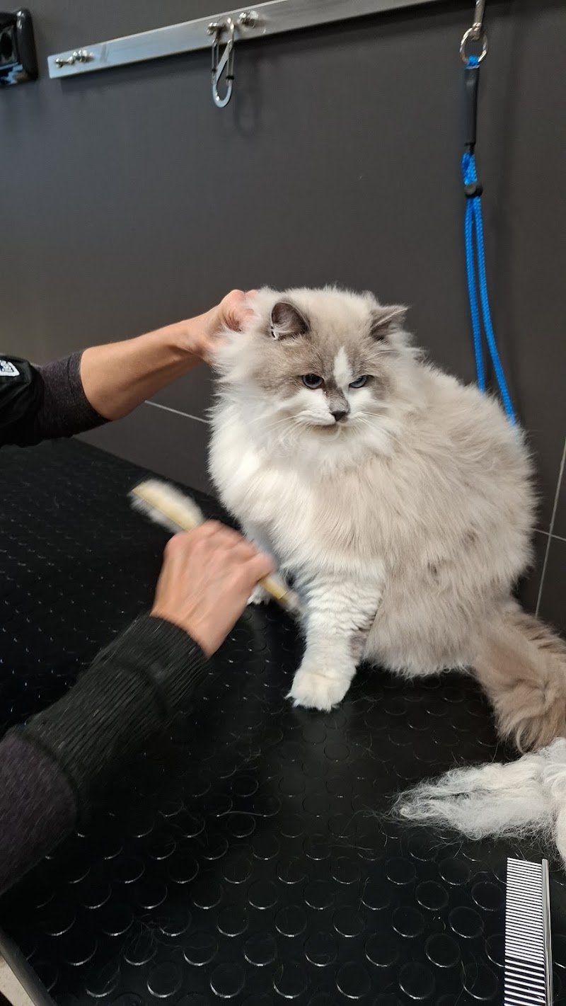 Joe Zampetti Toelettatura & Pet Spa by Zampa d'autore - Foto 3