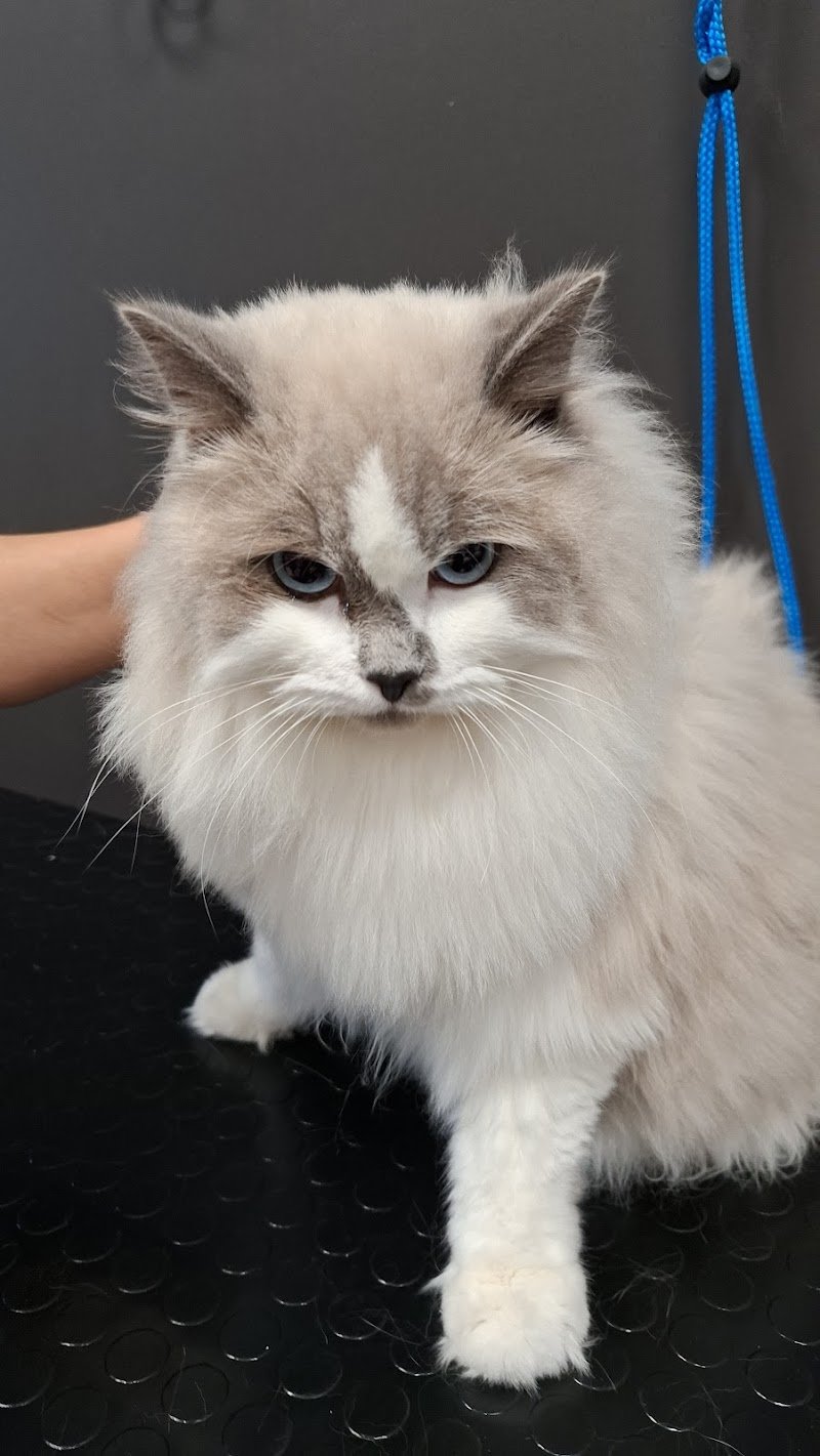 Joe Zampetti Toelettatura & Pet Spa by Zampa d'autore - Foto 6