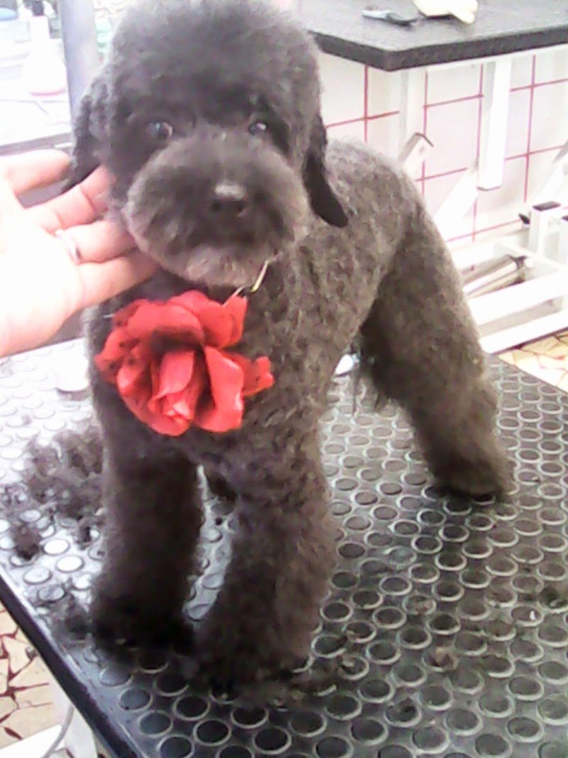 Johnny Toelettature Firenze Di Zanotti Alessandro - Foto 1