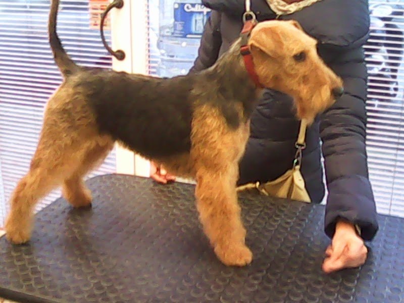 Johnny Toelettature Firenze Di Zanotti Alessandro - Foto 2