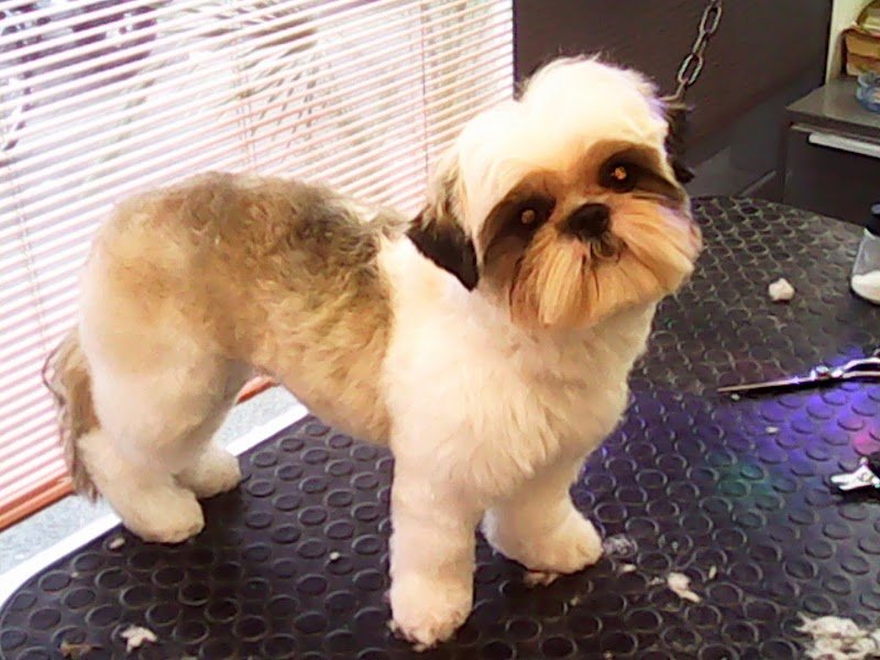 Johnny Toelettature Firenze Di Zanotti Alessandro - Foto 3